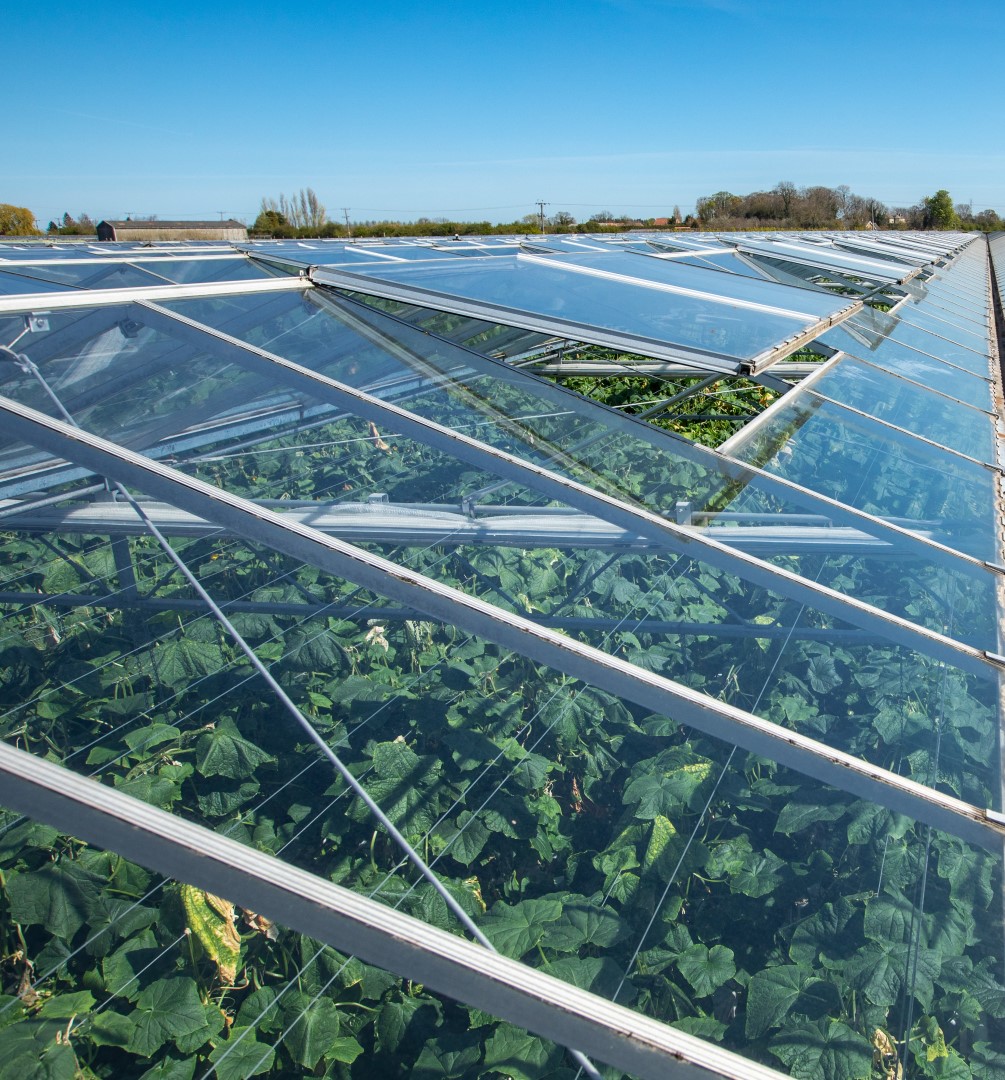 A cucumber glasshouse roof with vents open. Courtesy of Gary Naylor Photography.